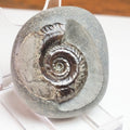 Hildoceras Ammonite Fossil – Whitby Yorkshire Coast – Jurassic