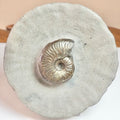 Eleganticeras Ammonite Fossil – Whitby Yorkshire Coast – Jurassic