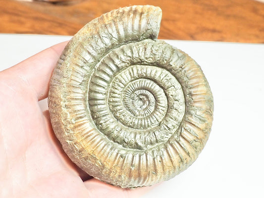 Dactylioceras