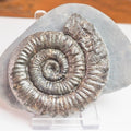 Porpoceras Ammonite Fossil – Whitby Yorkshire Coast – Jurassic