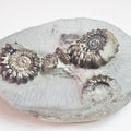 Gagaticeras Gagateum Cluster Ammonite Fossil for Sale – Whitby Yorkshire Coast Jurassic