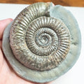 Dactylioceras Ammonite Fossil – Whitby Yorkshire Coast – Jurassic