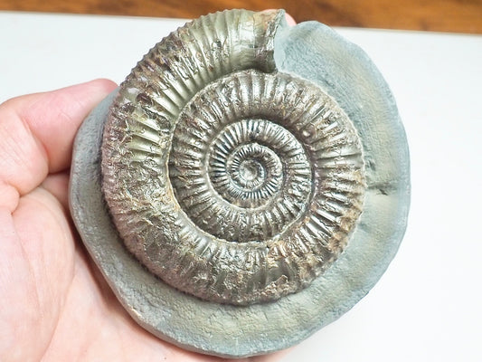Dactylioceras