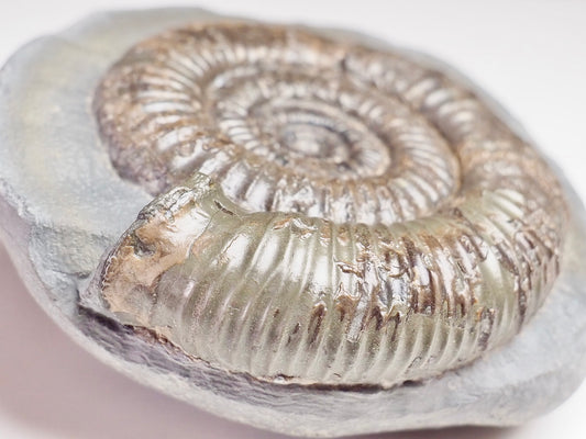 Dactylioceras
