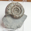 Peronoceras Ammonite Fossil – Whitby Yorkshire Coast – Jurassic