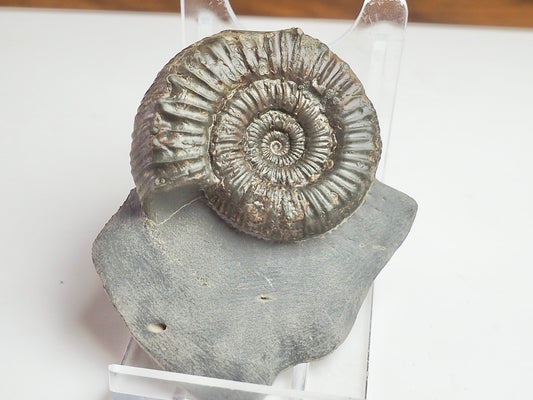Peronoceras