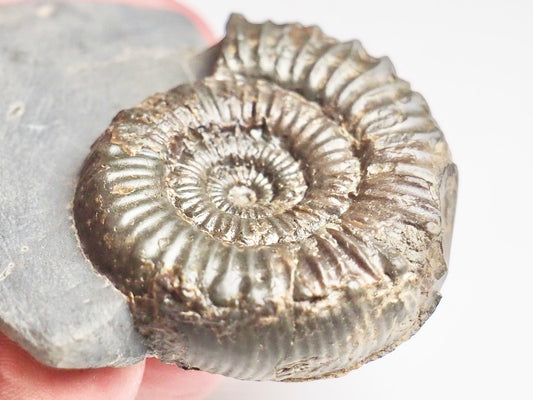 Peronoceras