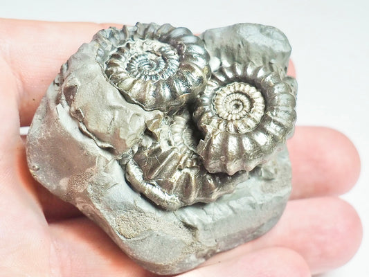 Gagaticeras Gagateum Cluster