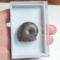 Phylloceras Ammonite Fossil – Whitby Yorkshire Coast – Jurassic
