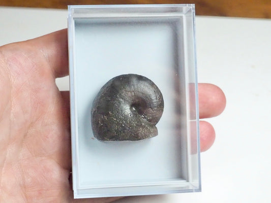 Phylloceras Heterophyllum