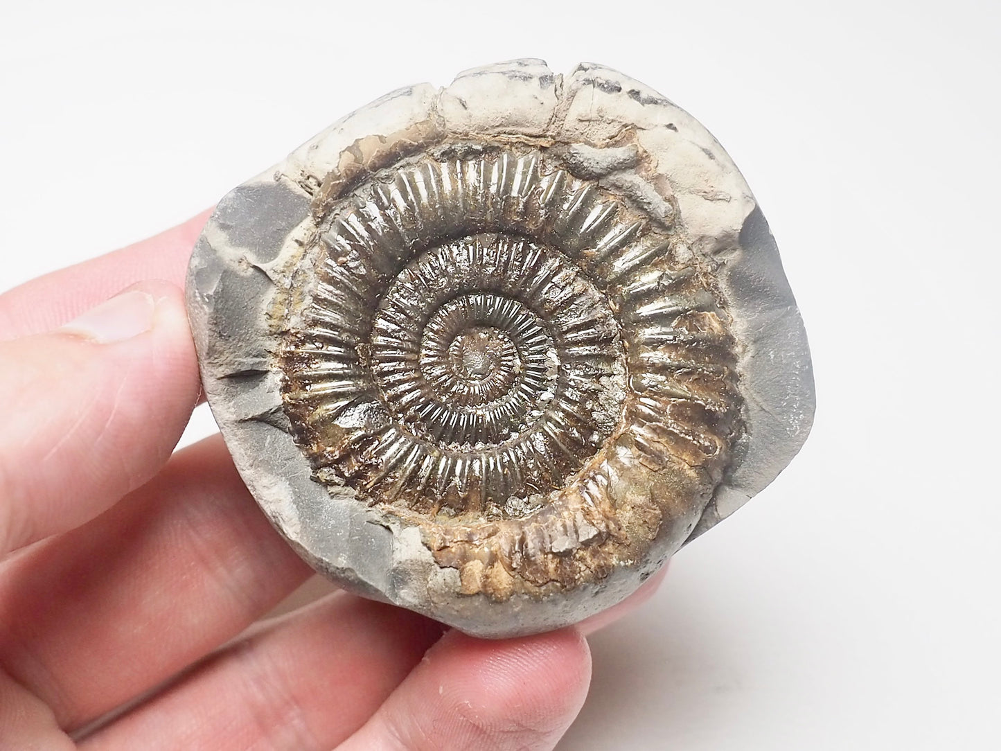 Dactylioceras Ammonite Fossil Whitby