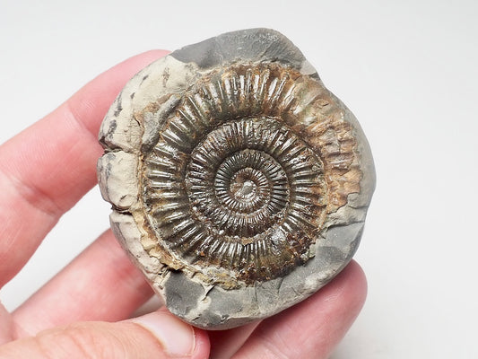 Dactylioceras Ammonite Fossil Whitby