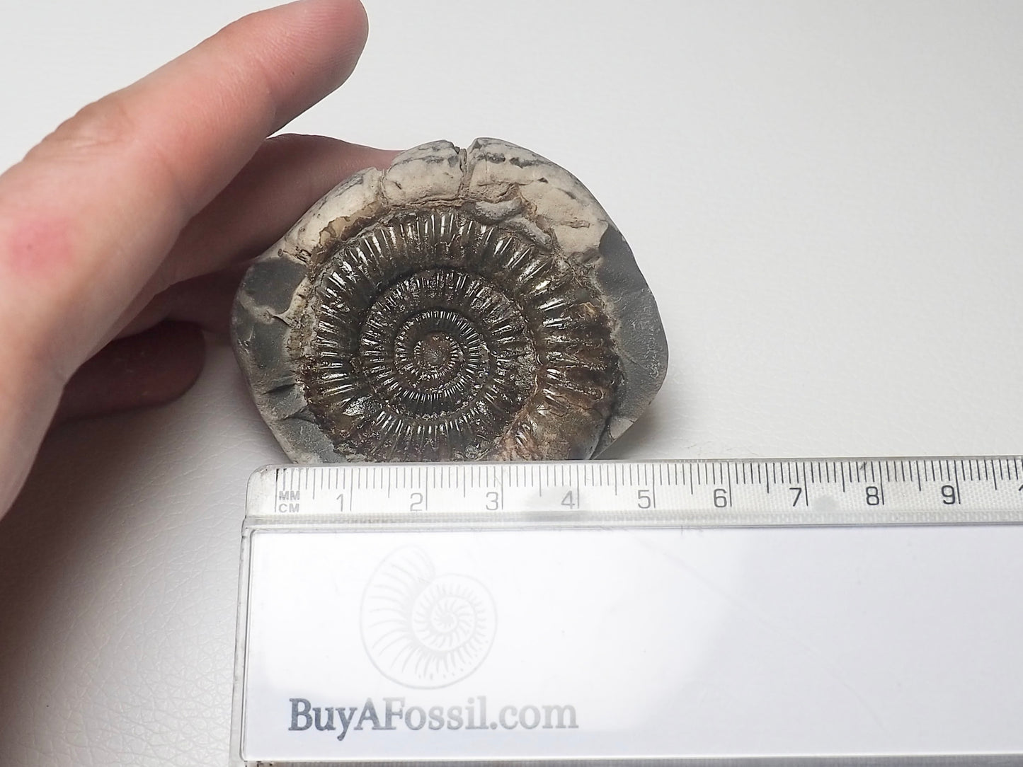 Dactylioceras Ammonite Fossil Whitby