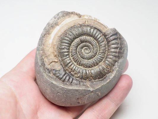 Dactylioceras Ammonite Fossil Whitby