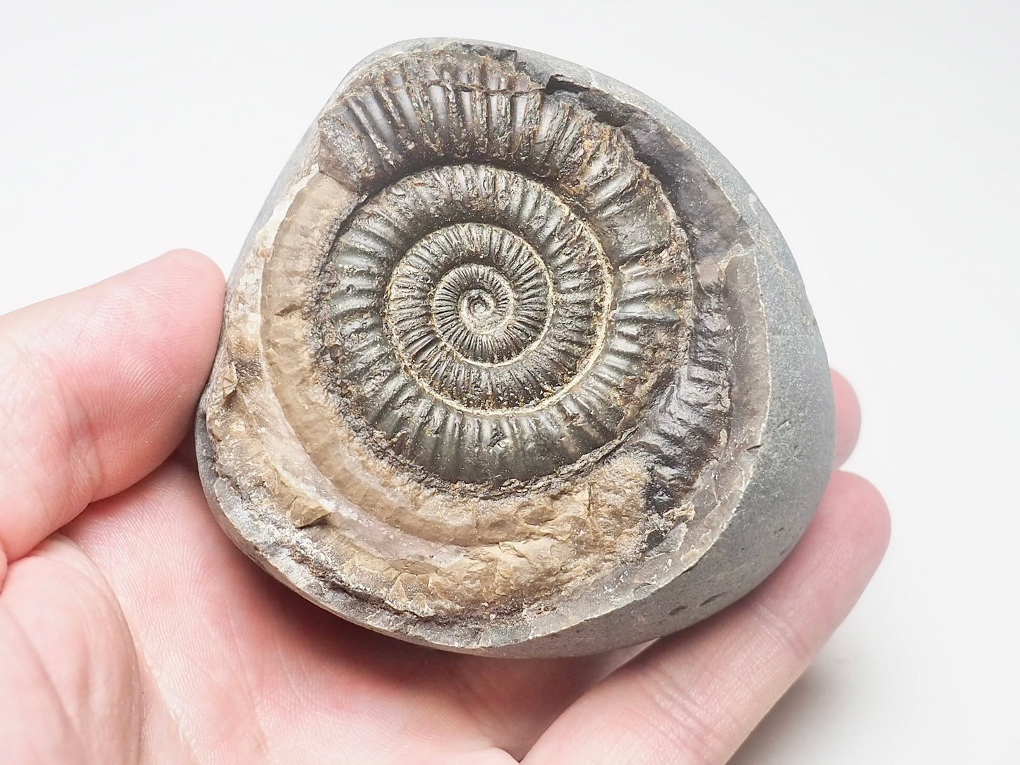 Dactylioceras Ammonite Fossil Whitby