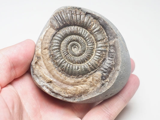 Dactylioceras Ammonite Fossil Whitby