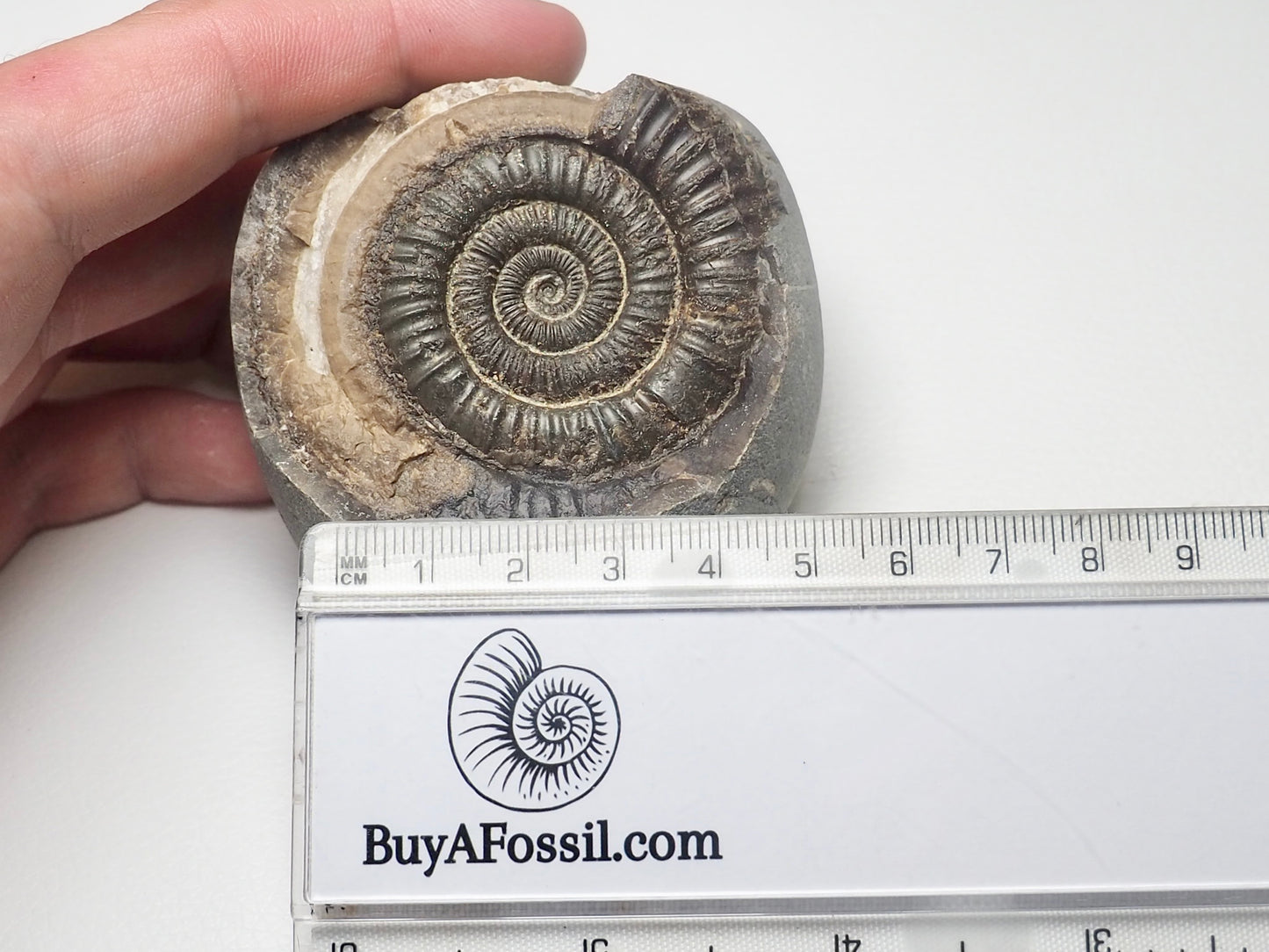 Dactylioceras Ammonite Fossil Whitby