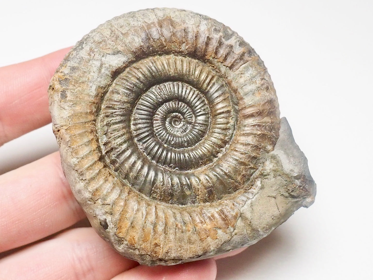 Dactylioceras Ammonite Fossil Whitby