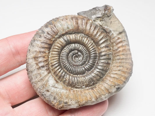 Dactylioceras Ammonite Fossil Whitby