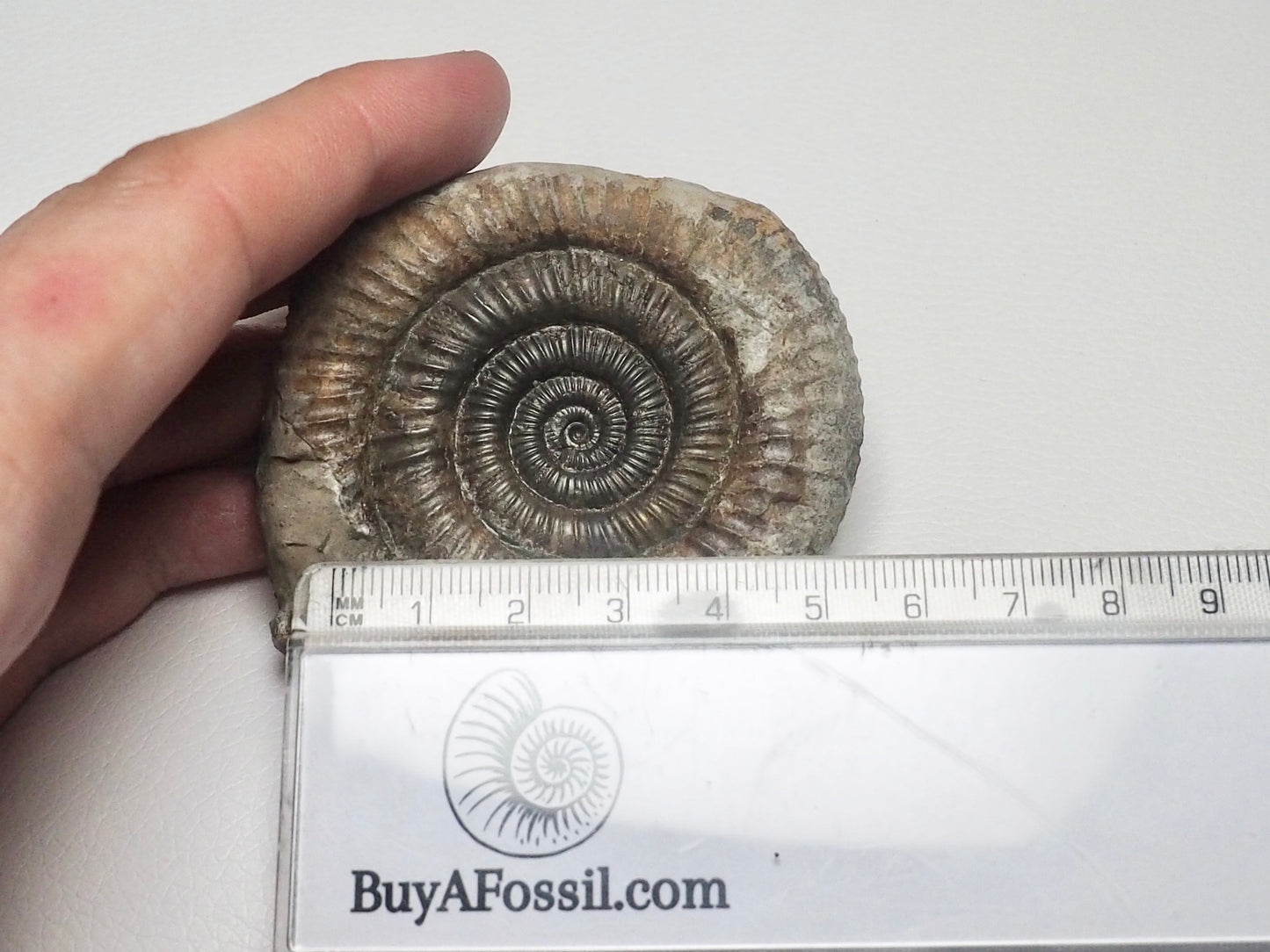 Dactylioceras Ammonite Fossil Whitby