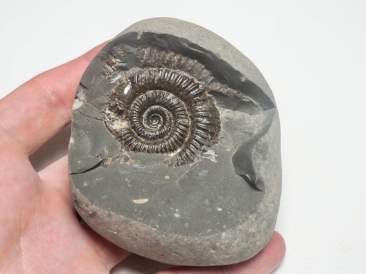 Dactylioceras Ammonite Fossil Whitby