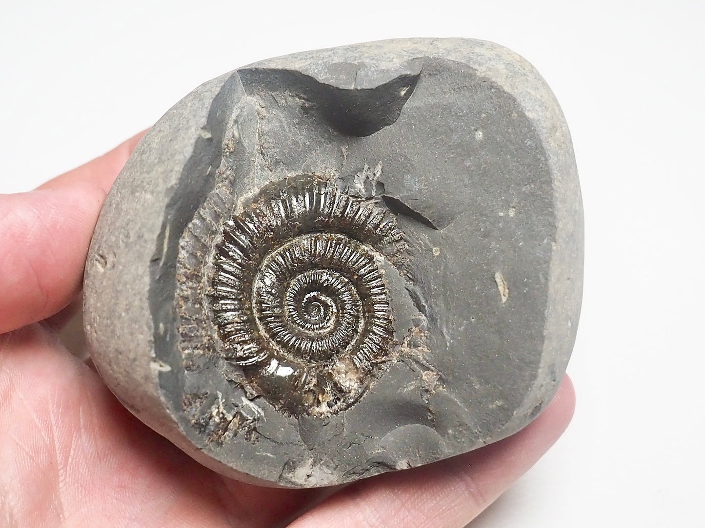 Dactylioceras Ammonite Fossil Whitby