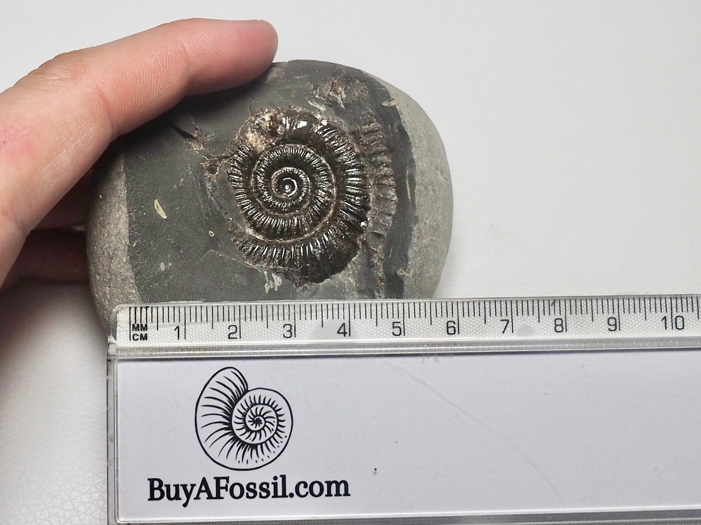 Dactylioceras Ammonite Fossil Whitby