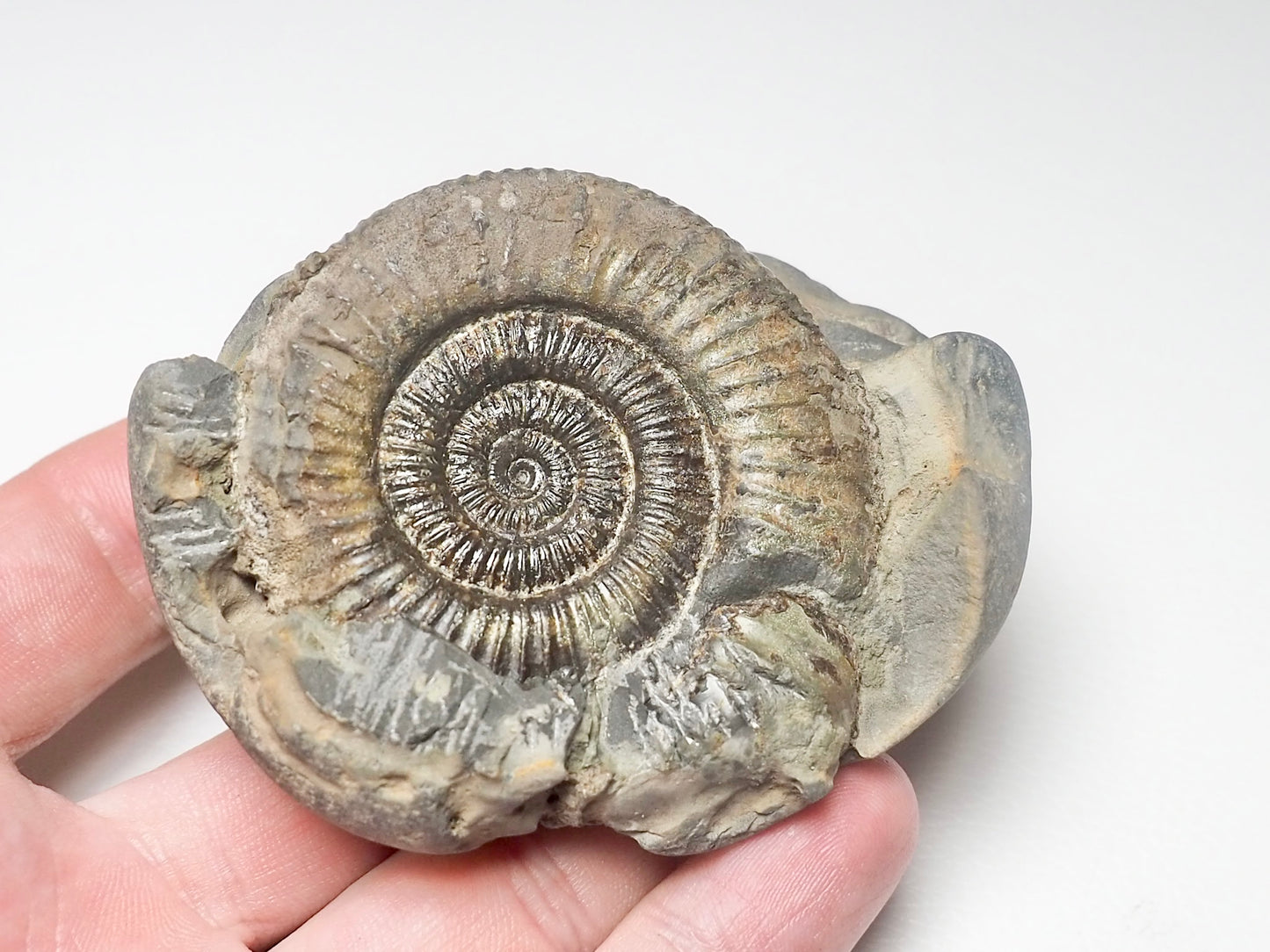 Dactylioceras Ammonite Fossil Whitby