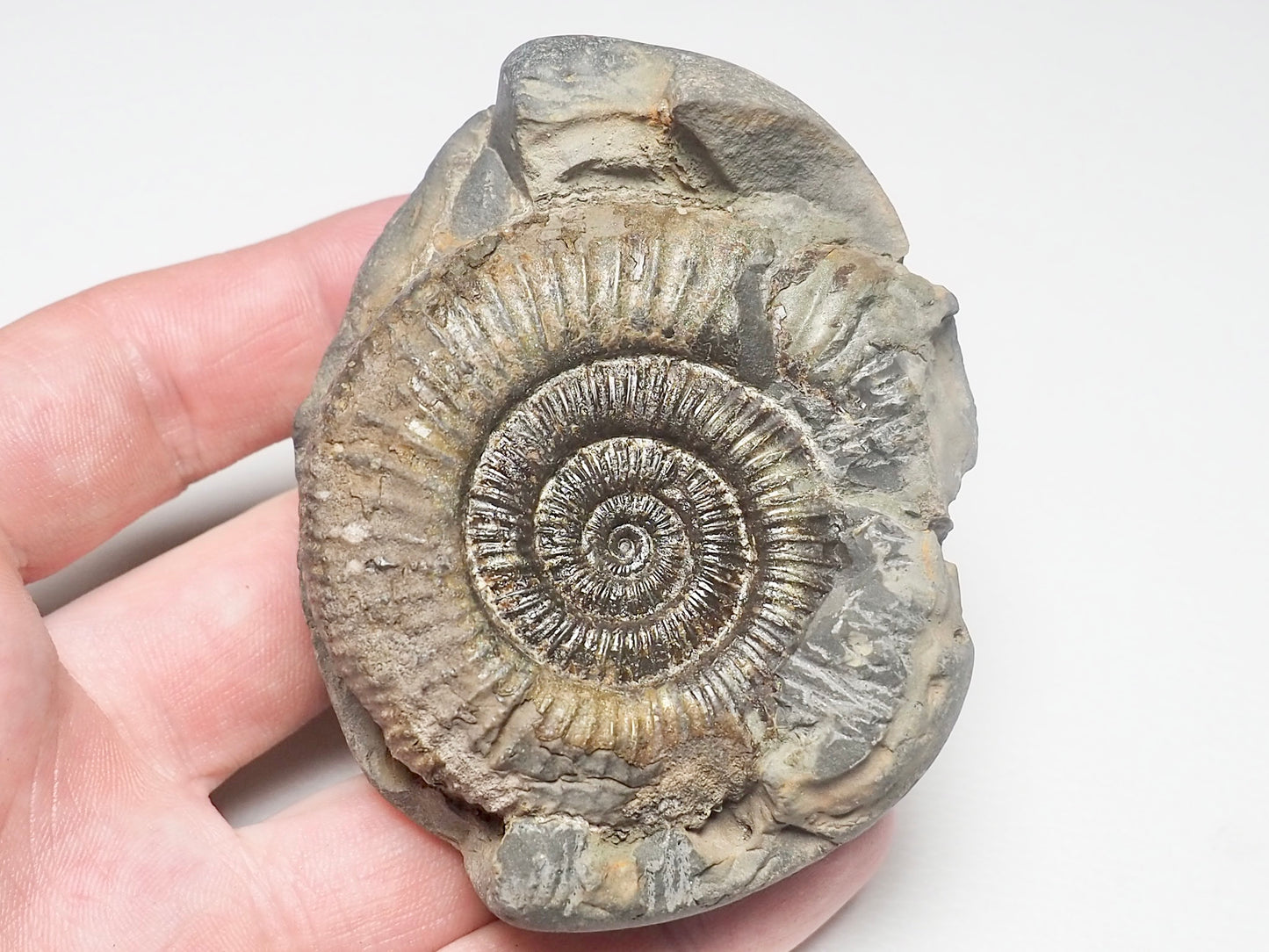 Dactylioceras Ammonite Fossil Whitby