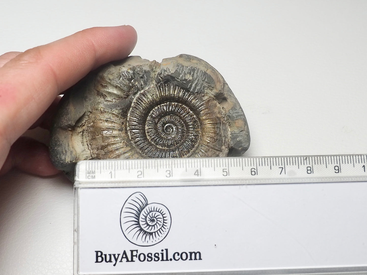 Dactylioceras Ammonite Fossil Whitby