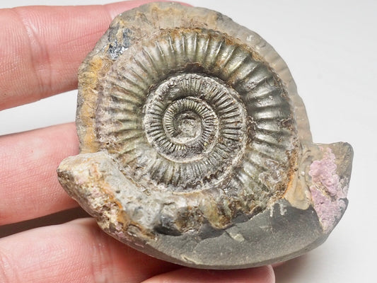 Dactylioceras Ammonite Fossil Whitby