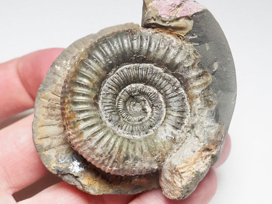 Dactylioceras Ammonite Fossil Whitby