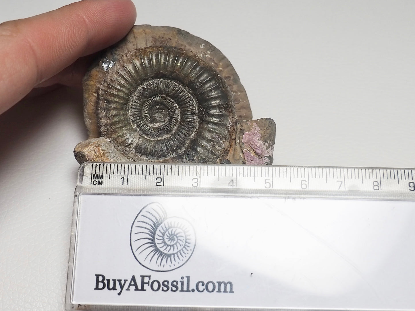 Dactylioceras Ammonite Fossil Whitby