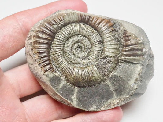 Dactylioceras Ammonite Fossil Whitby