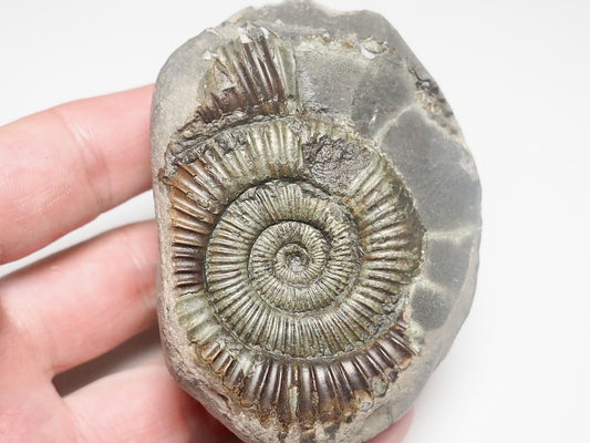 Dactylioceras Ammonite Fossil Whitby