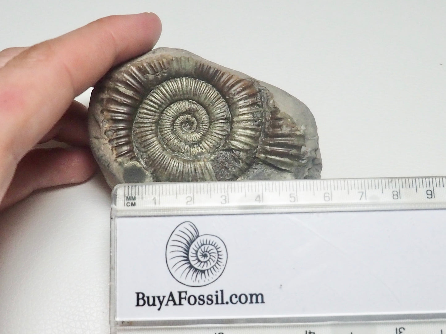 Dactylioceras Ammonite Fossil Whitby