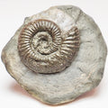 Dactylioceras Ammonite – Jurassic Fossil From Whitby