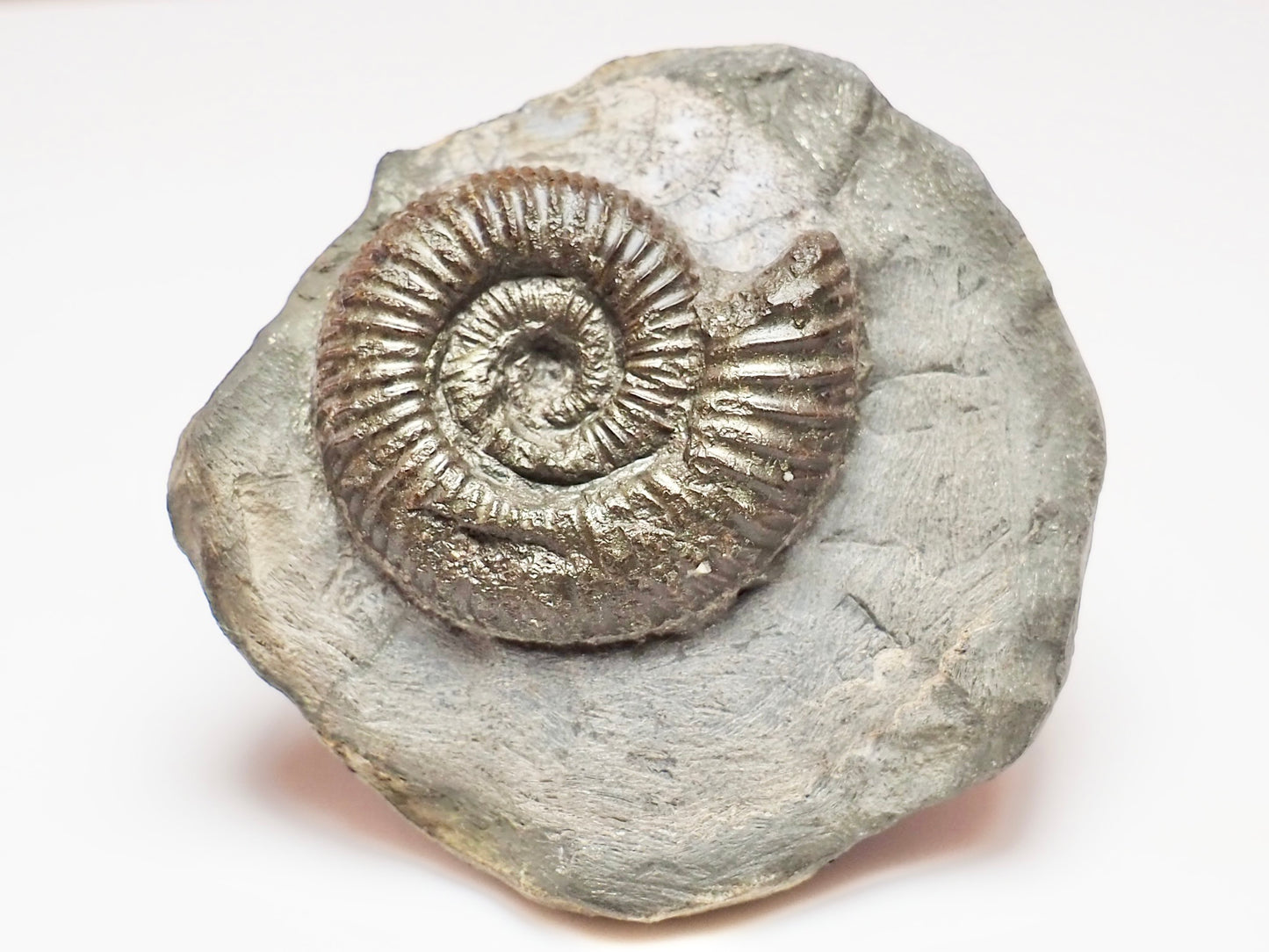 Dactylioceras Ammonite – Jurassic Fossil From Whitby