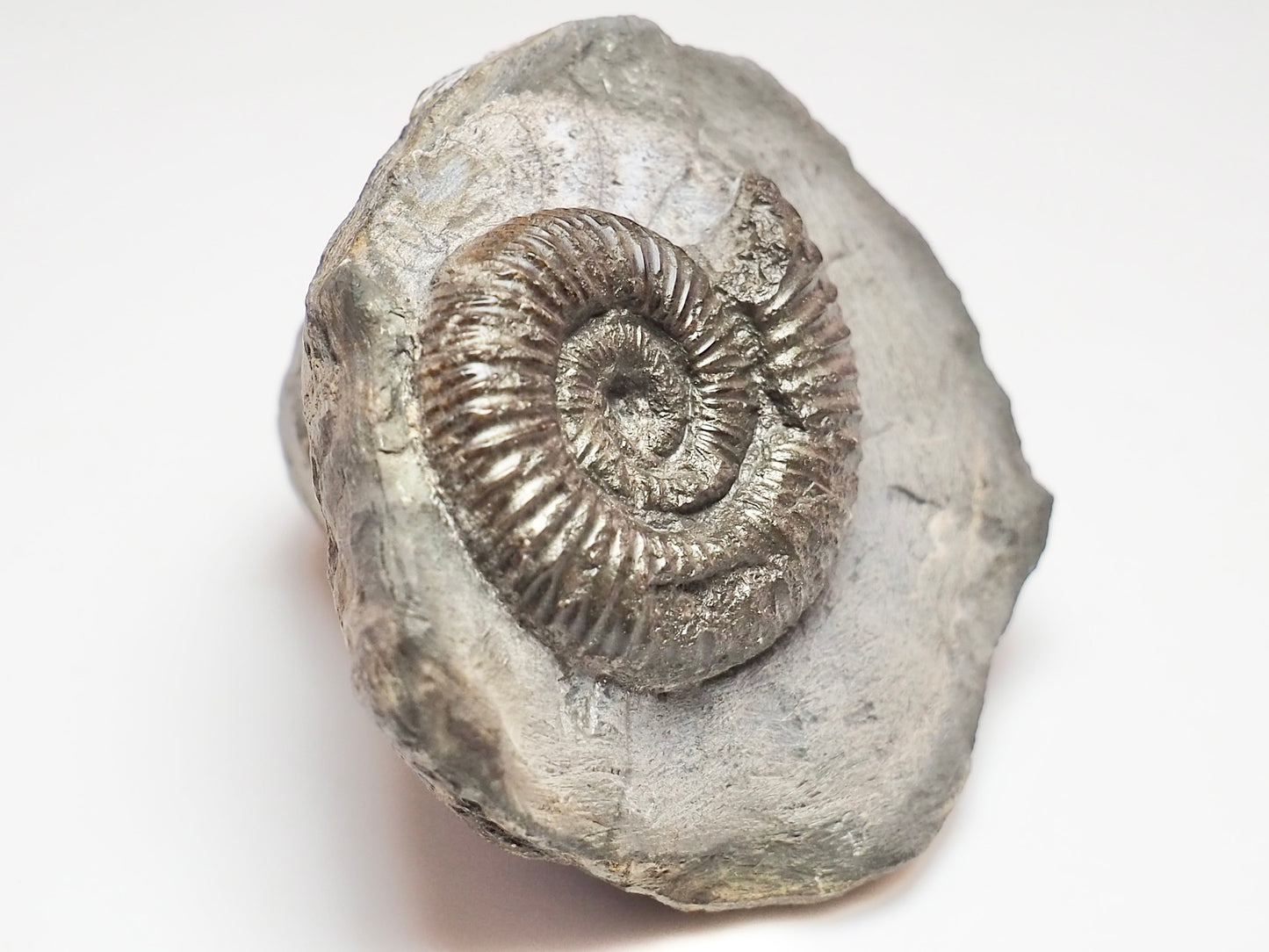 Dactylioceras Ammonite – Jurassic Fossil From Whitby