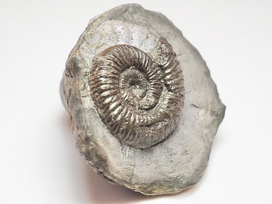 Dactylioceras Ammonite – Jurassic Fossil From Whitby
