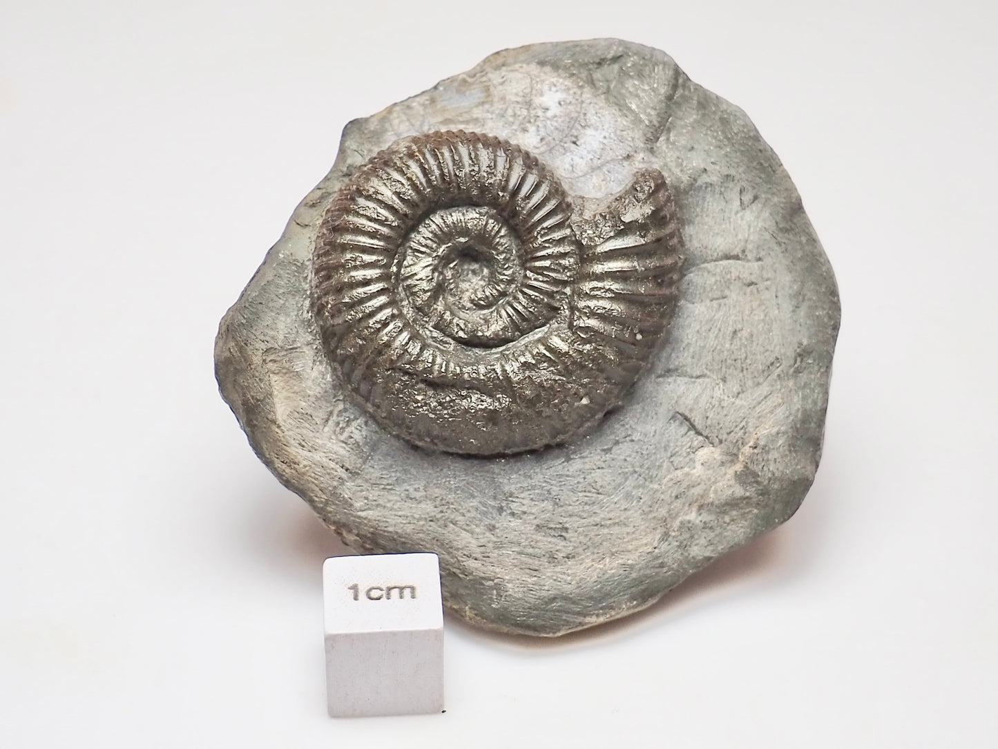 Dactylioceras Ammonite – Jurassic Fossil From Whitby
