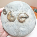 Large Eleganticeras Nodule With 3 Ammonites – Whitby Fossil