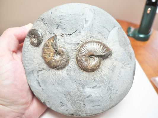Large Eleganticeras Nodule With 3 Ammonites – Whitby Fossil