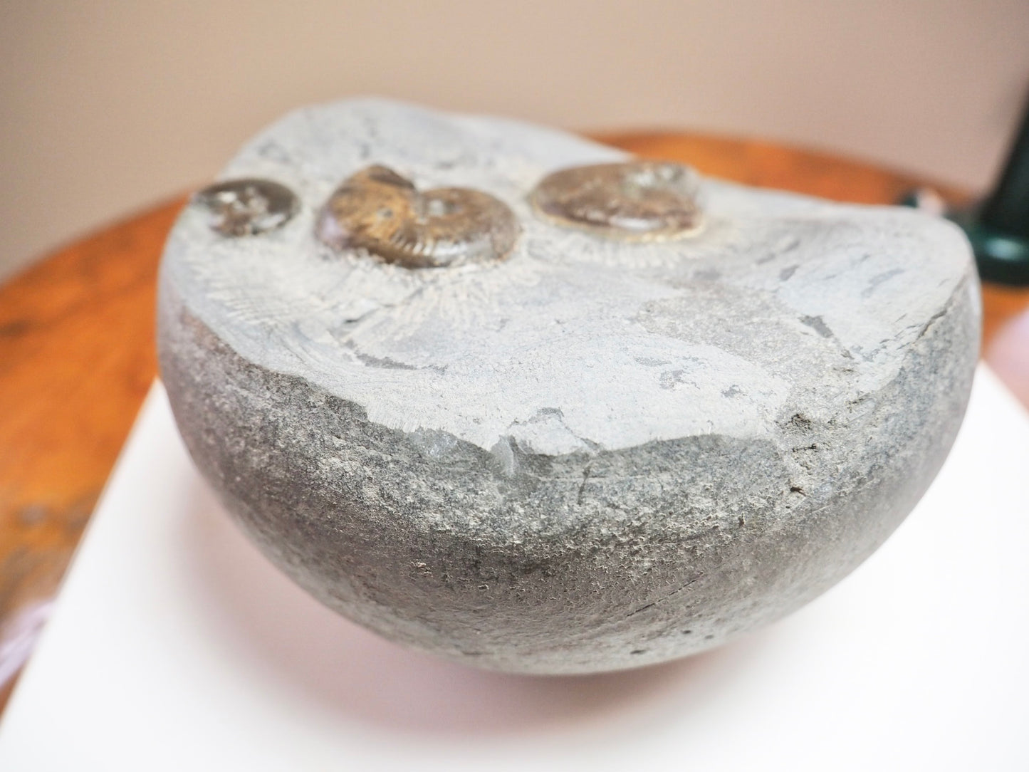 Large Eleganticeras Nodule With 3 Ammonites – Whitby Fossil