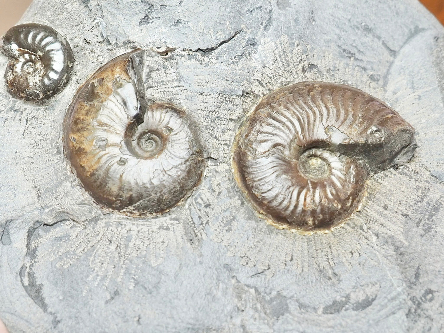 Large Eleganticeras Nodule With 3 Ammonites – Whitby Fossil