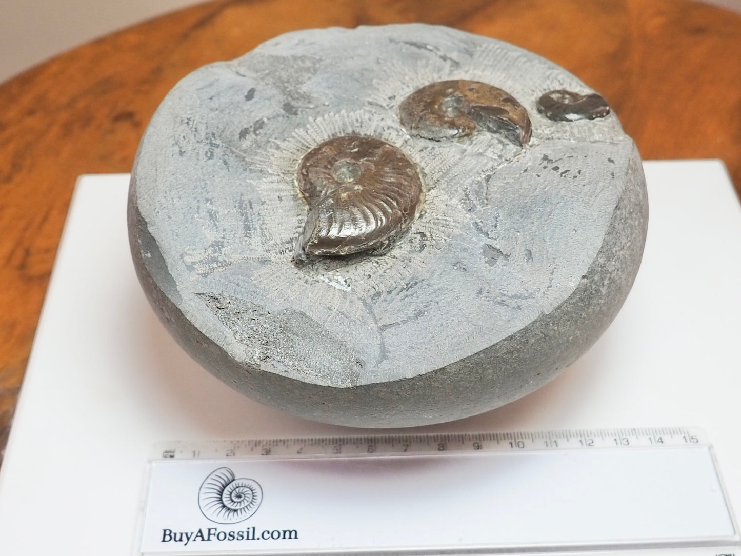 Large Eleganticeras Nodule With 3 Ammonites – Whitby Fossil
