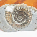 Seaworn Hildoceras Ammonite Nodule – Cut Base Whitby Fossil