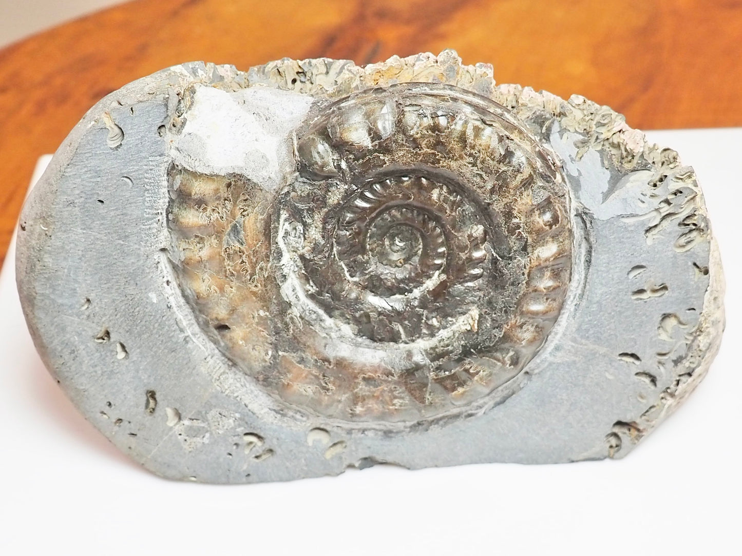 Seaworn Hildoceras Ammonite Nodule – Cut Base Whitby Fossil