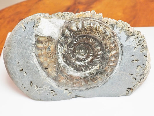 Seaworn Hildoceras Ammonite Nodule – Cut Base Whitby Fossil