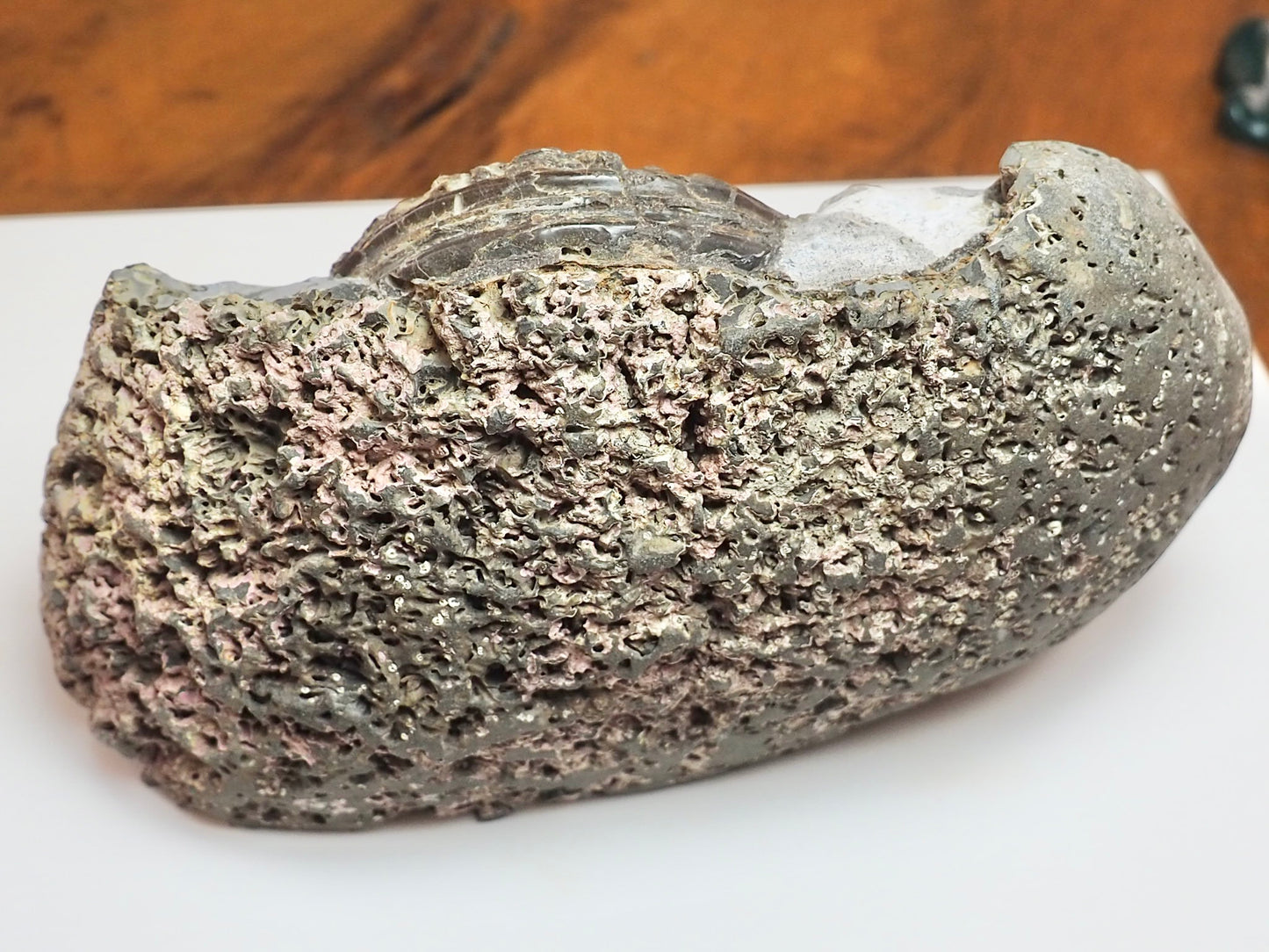 Seaworn Hildoceras Ammonite Nodule – Cut Base Whitby Fossil